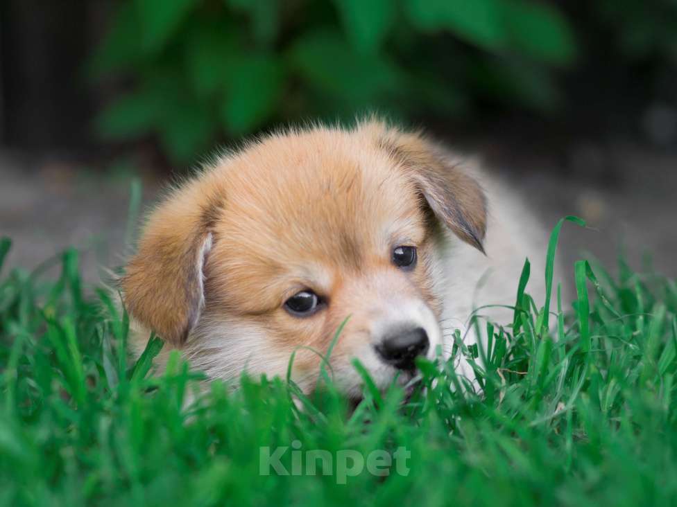 Собаки в Новосибирске: Щенок вельш корги пемброк Мальчик, Бесплатно - фото 3