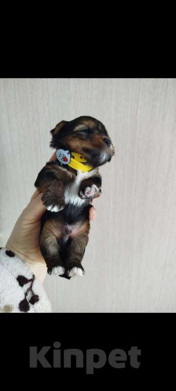 Собаки в Саратове: Щенки йорка Мальчик, 20 000 руб. - фото 1