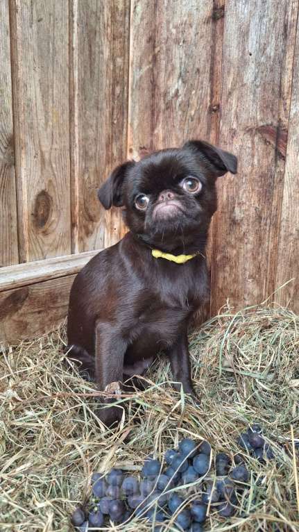 Собаки в Москве: Щенок пти брабансон Девочка, 130 000 руб. - фото 2