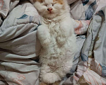 Кошки в Владикавказе: котёнка в добрые руки Мальчик, 1 руб. - фото 2