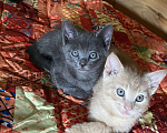 Кошки в Сочи: Котёнок  Мальчик, Бесплатно - фото 2
