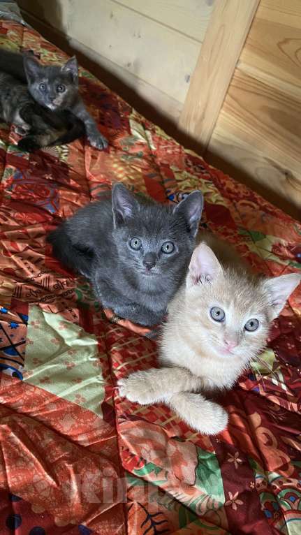 Кошки в Сочи: Котёнок  Мальчик, Бесплатно - фото 2