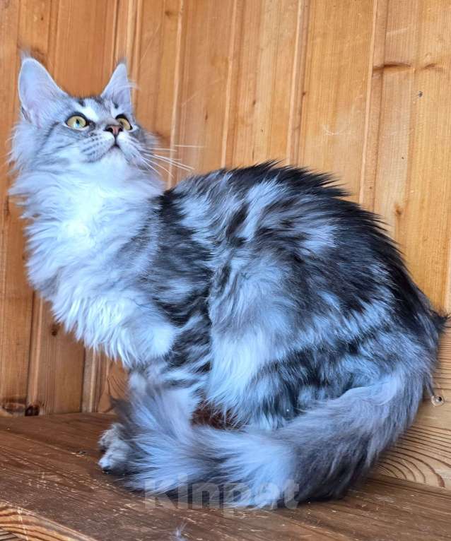 Кошки в Москве: Кошечка Девочка, 1 руб. - фото 4