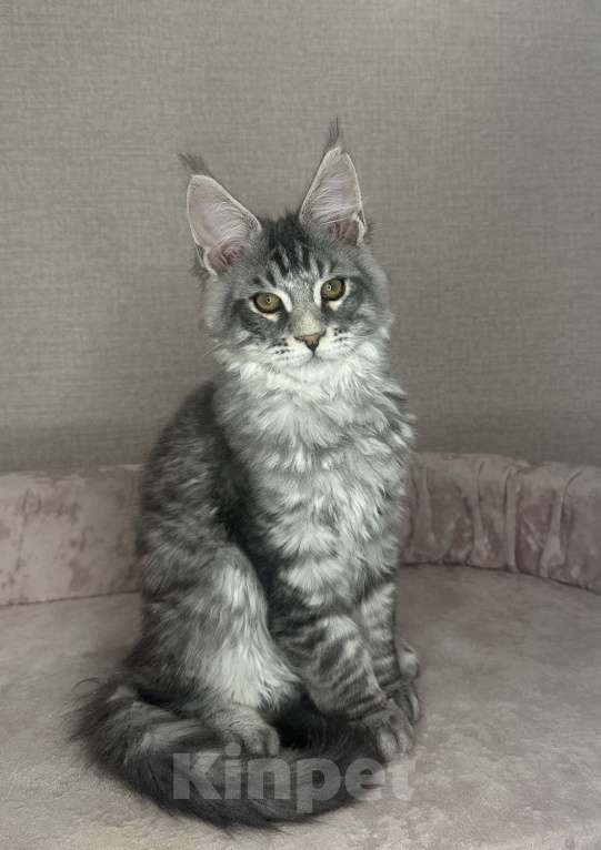 Кошки в Химках: Крупный ласковый мальчик Мальчик, 75 000 руб. - фото 2