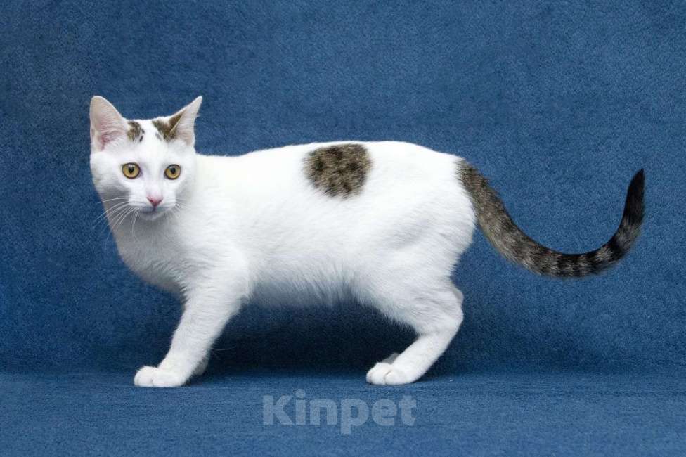 Кошки в Москве: Добрые сердца, прочтите про котенка Фикуса до конца Мальчик, 1 руб. - фото 4