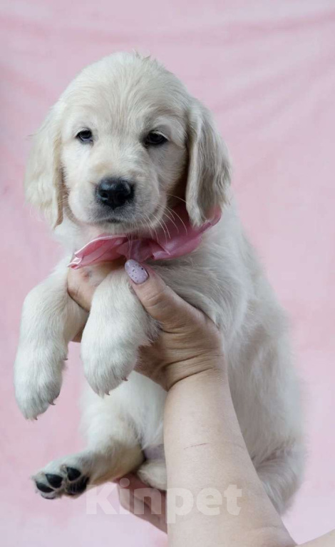 Собаки в Нижнем Новгороде: Голден ретривер  Девочка, 50 000 руб. - фото 2