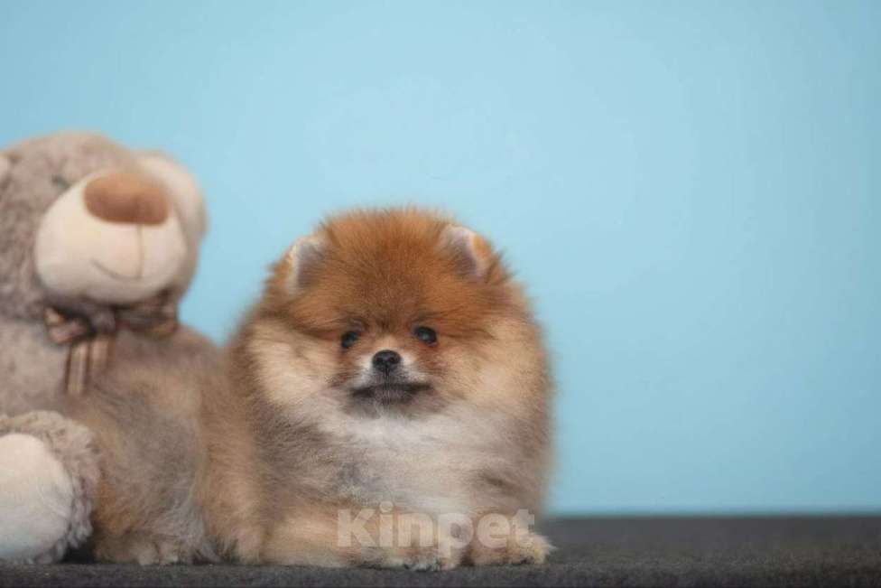 Собаки в других городах Московской области: Померанский шпиц Мальчик, 35 000 руб. - фото 3