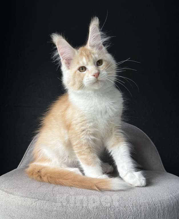 Кошки в Санкт-Петербурге: Мейн кун мальчик  Мальчик, 50 000 руб. - фото 2