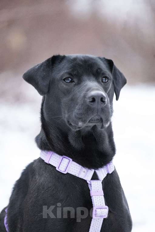 Собаки в Москве: Метис лабрадора и просто красавица Джуди в поисках дома Девочка, Бесплатно - фото 3