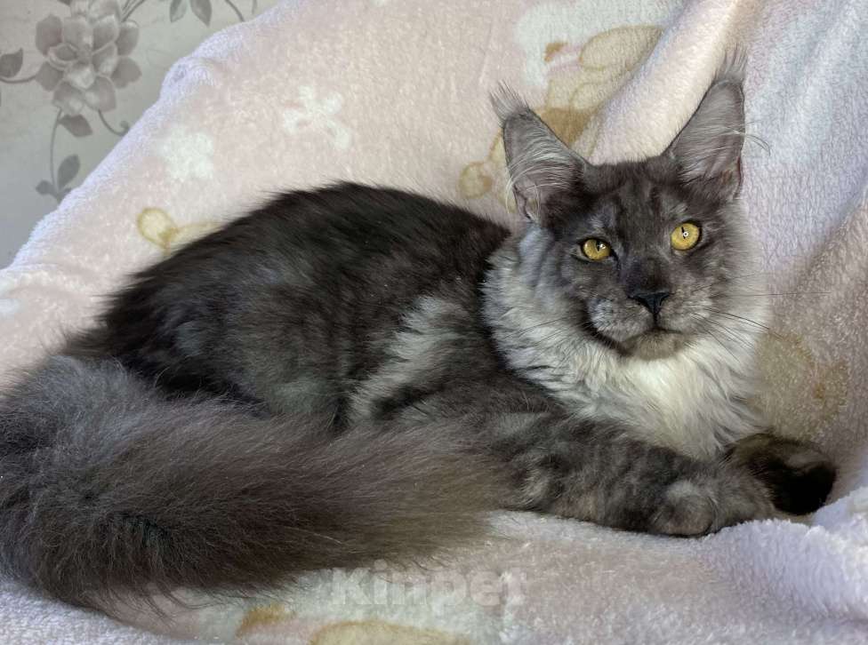Кошки в Дмитрове: Черный дымчатый мальчик мейн кун Nord Мальчик, 60 000 руб. - фото 4