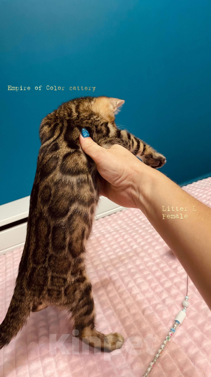 Кошки в Краснодаре: Лаура. Бенгальская кошечка Девочка, 65 000 руб. - фото 7