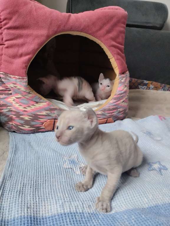 Кошки в Москве: Котенок Корниш Рекс Мальчик, Бесплатно - фото 10