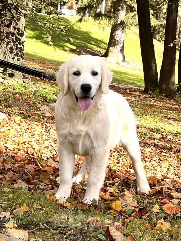 Собаки в других городах Московской области: Щенки Породы Золотистый ретривер  Мальчик, Бесплатно - фото 1