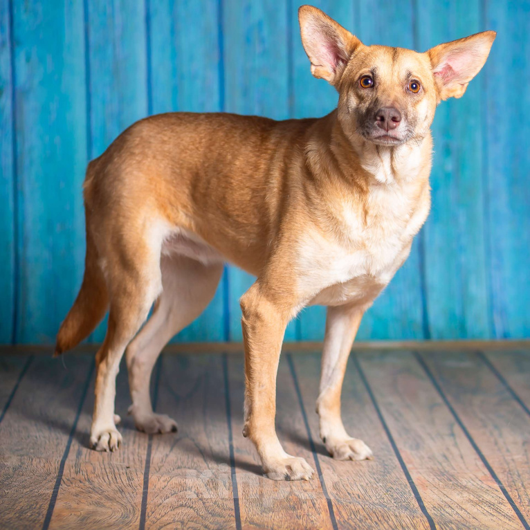 Собаки в Москве: Небольшая собачка квартирного содержания в добрые руки. Девочка, Бесплатно - фото 6