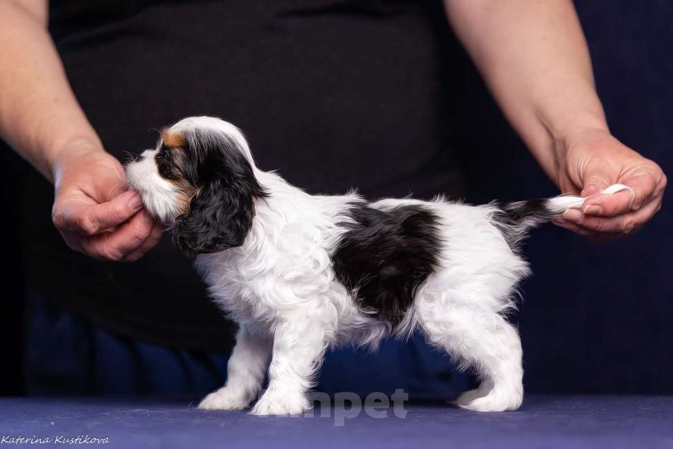 Собаки в Москве: Девочка триколор Девочка, Бесплатно - фото 1