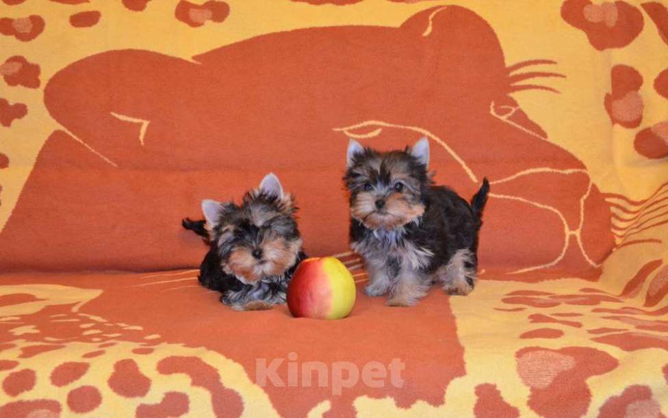 Собаки в Москве: Йоркширский терьер-маленькое чудо в доме Мальчик, 20 000 руб. - фото 2