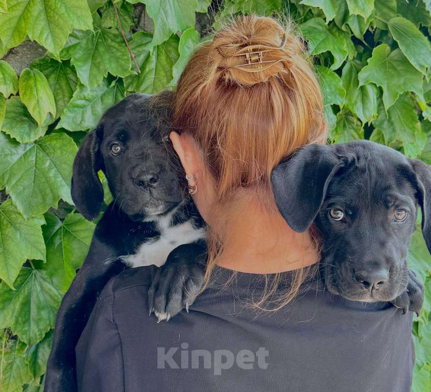 Собаки в Приморско-Ахтарске: Щенки кане корсо  Мальчик, 15 000 руб. - фото 6