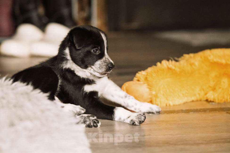 Собаки в Щелково: щенки бордер колли Мальчик, Бесплатно - фото 5