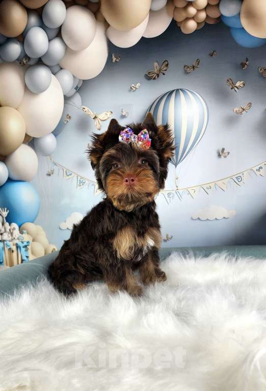 Собаки в Санкт-Петербурге: Девочка куколка Девочка, Бесплатно - фото 4