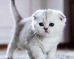 Кошки в Москве: Шотландцы и Британцы котята купить в Москве, Питомник кошек SILVER SHARM Девочка, 30 000 руб. - фото 1