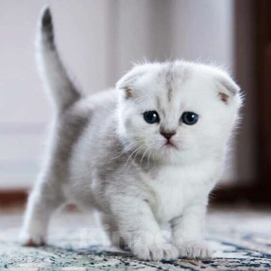 Кошки в Москве: Шотландцы и Британцы котята купить в Москве, Питомник кошек SILVER SHARM Девочка, 30 000 руб. - фото 1