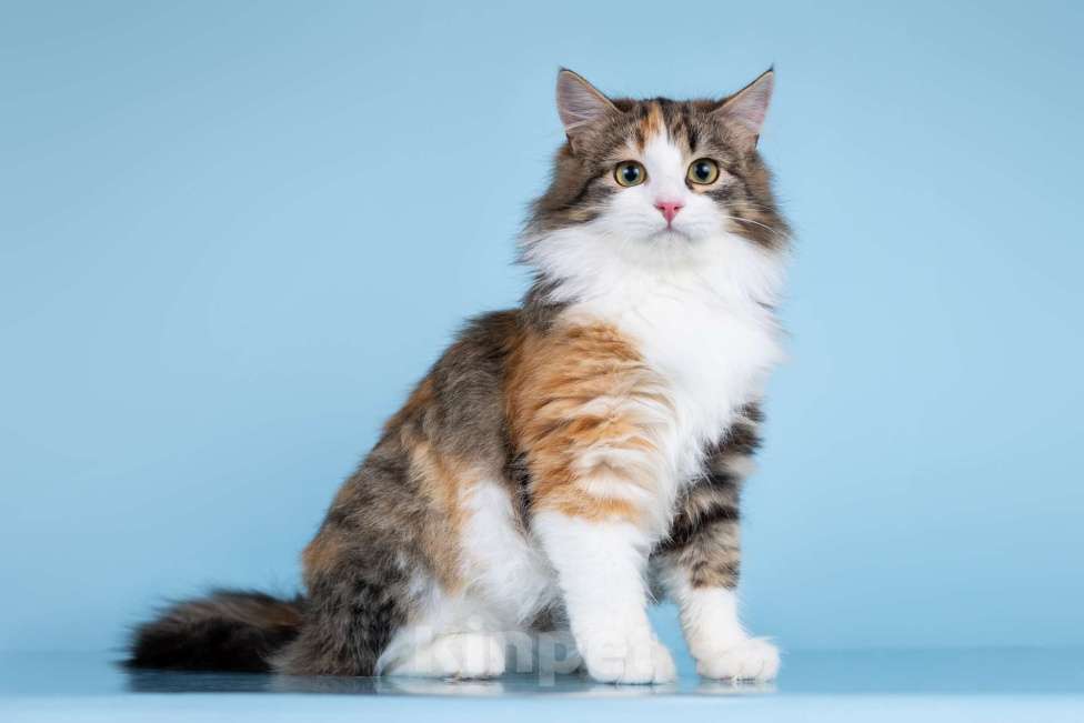 Кошки в Москве: Мия в поисках дома Девочка, Бесплатно - фото 3