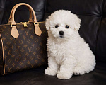 Собаки в Москве: Бишон фризе мини девочка Девочка, 80 000 руб. - фото 2