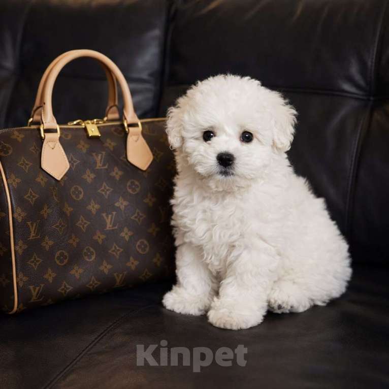 Собаки в Москве: Бишон фризе мини девочка Девочка, 80 000 руб. - фото 2