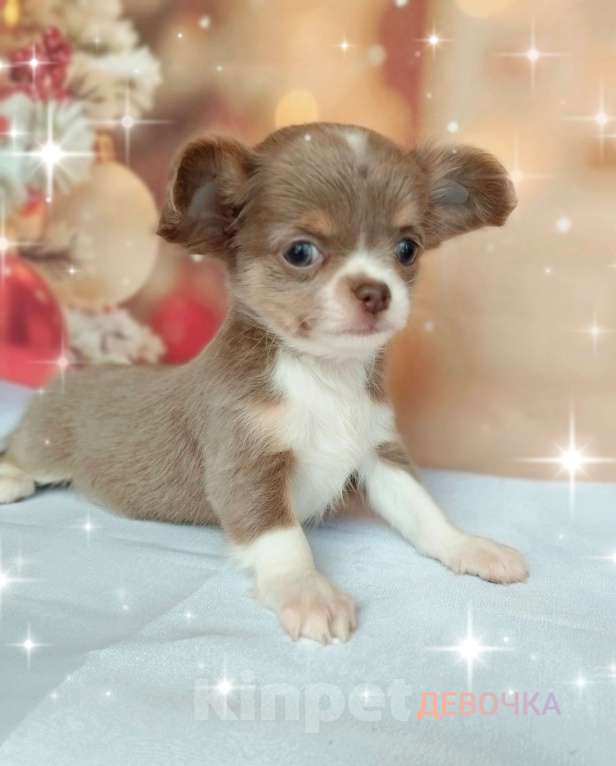 Собаки в Ногинске: Девочка очаровашка Девочка, 85 000 руб. - фото 2
