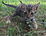 Кошки в Барнауле: Котята бенгалы Девочка, 15 000 руб. - фото 5