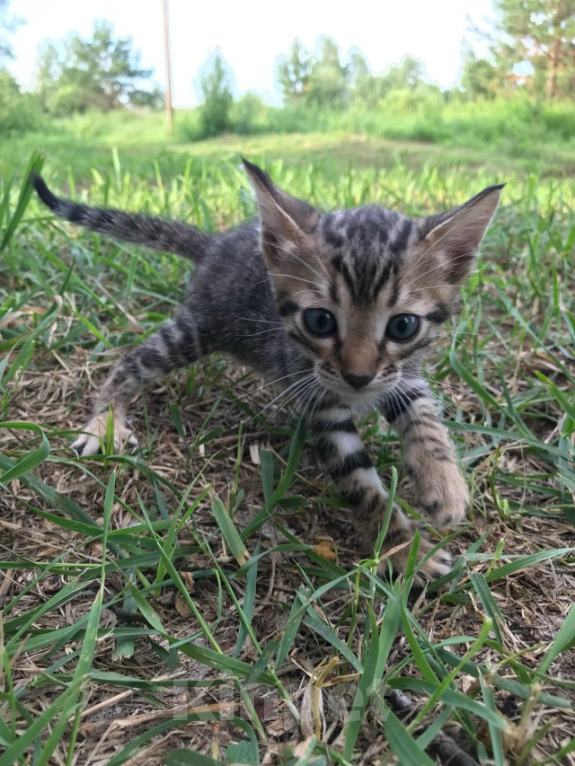 Кошки в Барнауле: Котята бенгалы Девочка, 15 000 руб. - фото 5