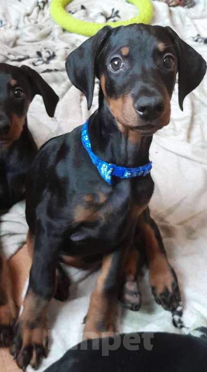 Собаки в Нижнем Новгороде: Щенки добермана  Девочка, 30 000 руб. - фото 1