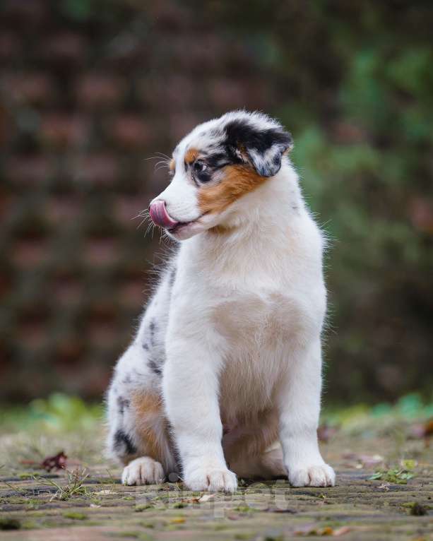 Собаки в Звенигороде: Щенки австралийской овчарки   Мальчик, 90 000 руб. - фото 6