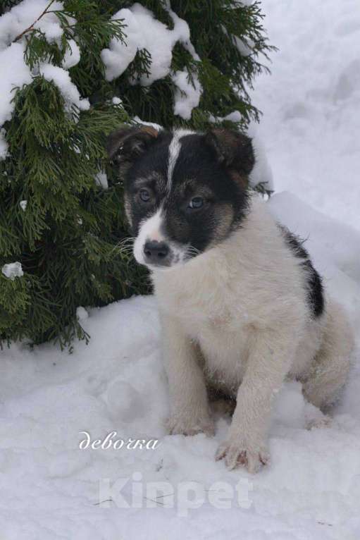 Собаки в Москве: Семь замечательных щеночков ищут дом. Девочка, Бесплатно - фото 6