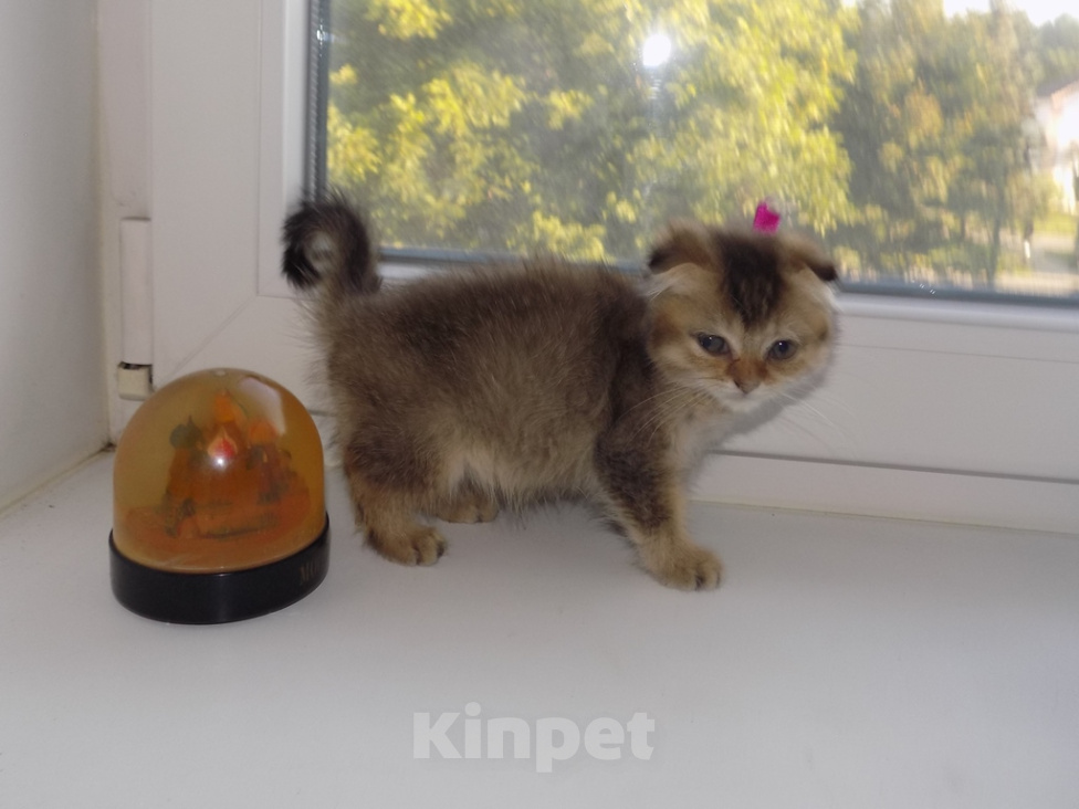 Кошки в Москве: Шотландский вислоухий короткошёрстный котёнок Девочка, 16 000 руб. - фото 3