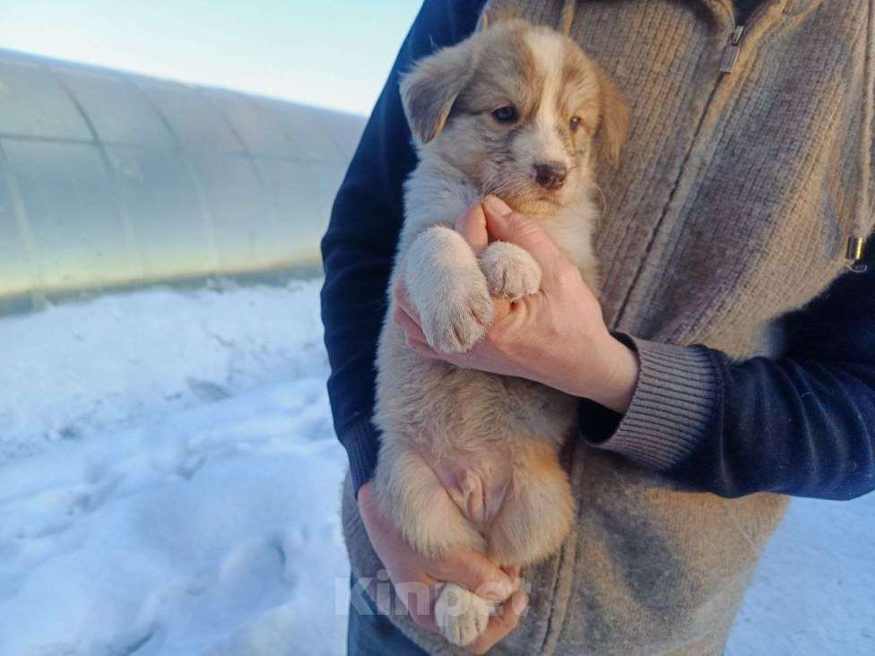 Собаки в Улане-Удэ: Отдам в добрые руки  Девочка, Бесплатно - фото 1