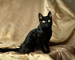 Кошки в Троицке: Супер ласковая, ручная кошка в дар Девочка, Бесплатно - фото 9