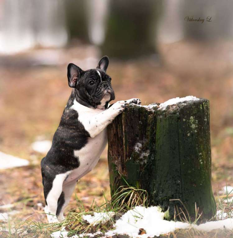 Собаки в Санкт-Петербурге: Милаха Девочка, Бесплатно - фото 1