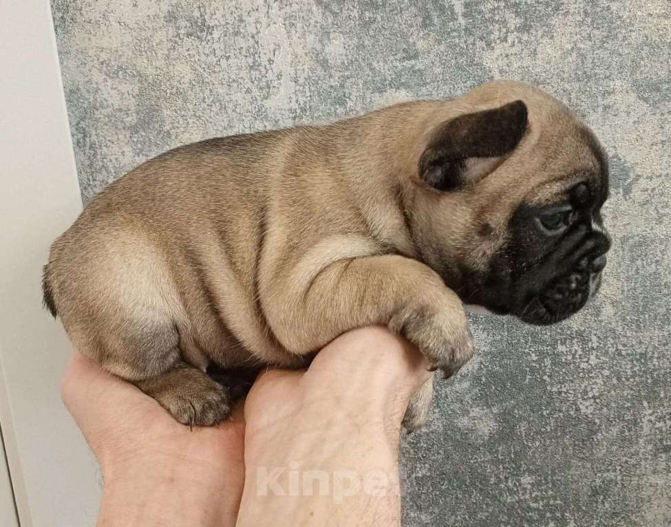 Собаки в Каменске-Уральском: Молния Девочка, 30 000 руб. - фото 2