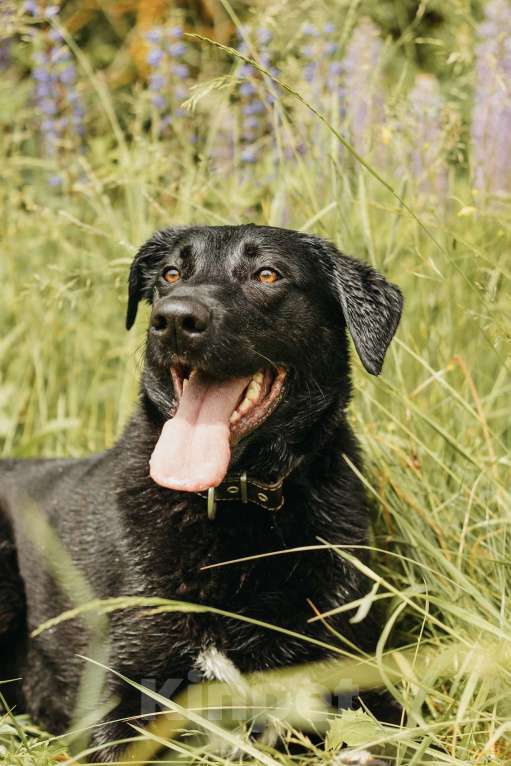 Собаки в Москве: Нерастраченный талант! Мальчик, Бесплатно - фото 3