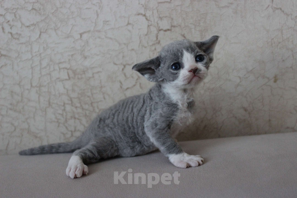 Кошки в Люберцах: Кукольный малышь девон-рекс  Мальчик, 70 000 руб. - фото 3