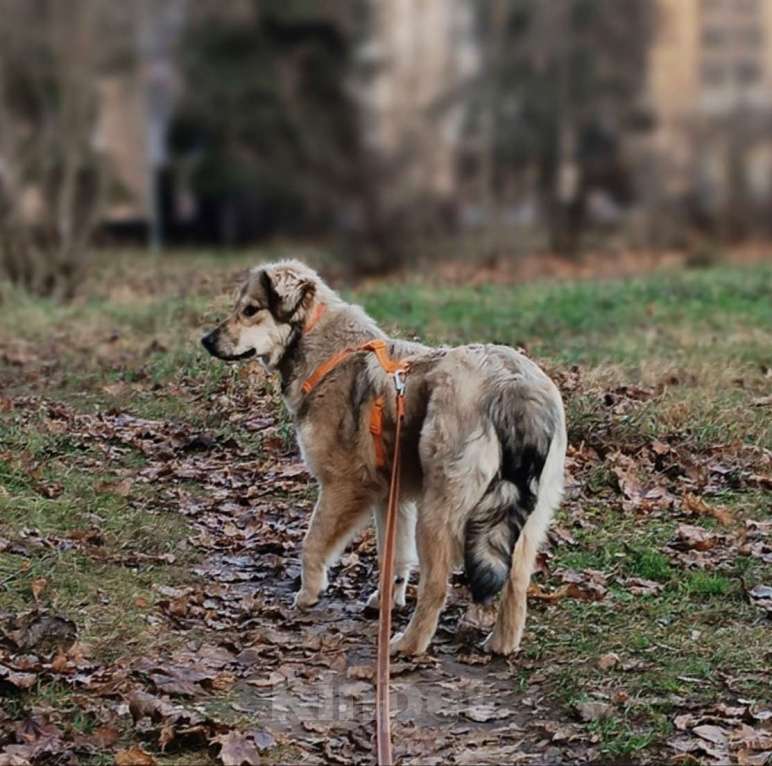 Собаки в Москве: Афелия пушистое облачко Девочка, Бесплатно - фото 6