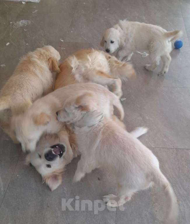 Собаки в других городах Московской области: Супер девочка с мягким нравом и сильным характером, 12.11.2025 Девочка, 100 000 руб. - фото 2