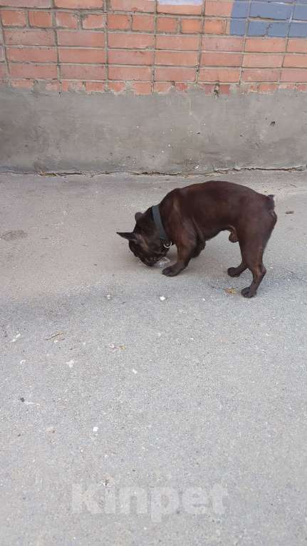 Собаки в Ростове-на-Дону: Потерялся малыш Мальчик, Бесплатно - фото 4