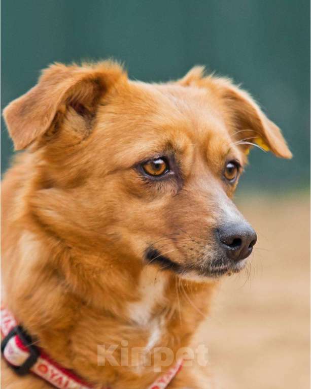 Собаки в других городах Московской области: Нежная Люси ищет дом Девочка, Бесплатно - фото 3