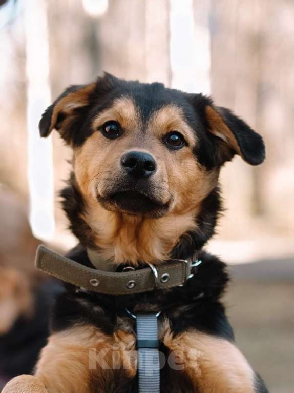 Собаки в Санкт-Петербурге: Щенок Джой из приюта в добрые руки Мальчик, Бесплатно - фото 9
