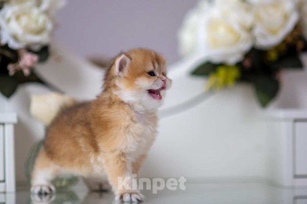 Кошки в Балашихе: Шикарный мальчик Бисквит Мальчик, 75 000 руб. - фото 4