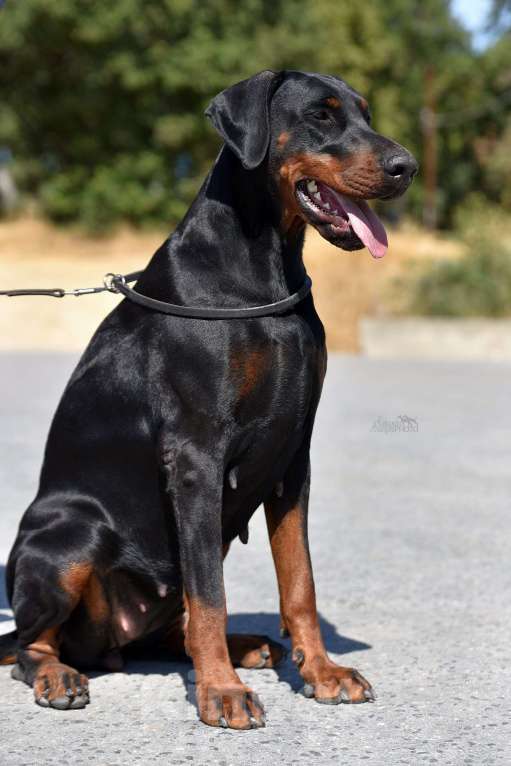 Собаки в Чехове: Великолепная, купированная девочка добермана Девочка, 90 000 руб. - фото 4