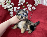Собаки в Москве: Йорк с двумя голубыми глазами мальчик блю мерле Мальчик, 120 000 руб. - фото 6