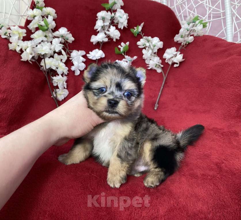 Собаки в Москве: Йорк с двумя голубыми глазами мальчик блю мерле Мальчик, 120 000 руб. - фото 6